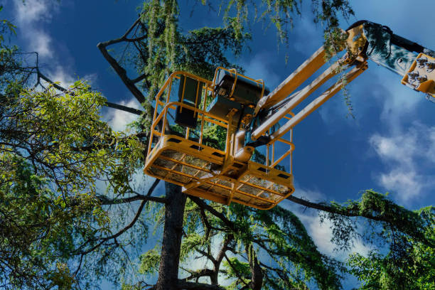 The Steps Involved in Our Tree Care Process in Independence, LA